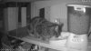 Galileo NVR-Cat Door-2017-01-18-12-55-31.jpg