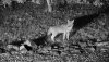 Coyote-12-14_04-03-13.907.jpeg