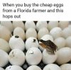cheap-eggs.jpg