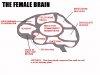female brain.jpg