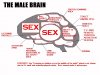 male brain.jpg