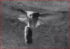 OwlWithPrey-2_mar1025.jpg