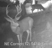 DeerX2-2-S3.jpg
