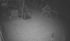 2 deer.PNG