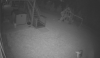 deer 1.PNG