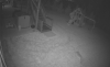 fox or coyote.PNG