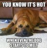 101-Best-Funny-Dog-Memes-91-720x743.jpg