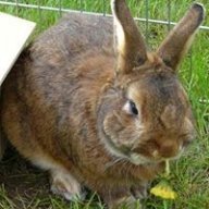 maxibelinda