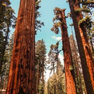 Sequoia1321