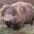 Wombat